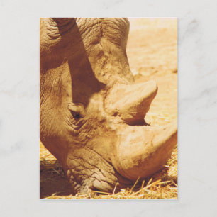 Rhinoceros Kärlek Vykort