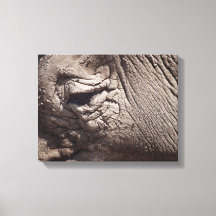 Rhinoceros Öga