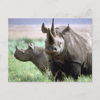 Rhinoceros på serengeti-vykortet vykort