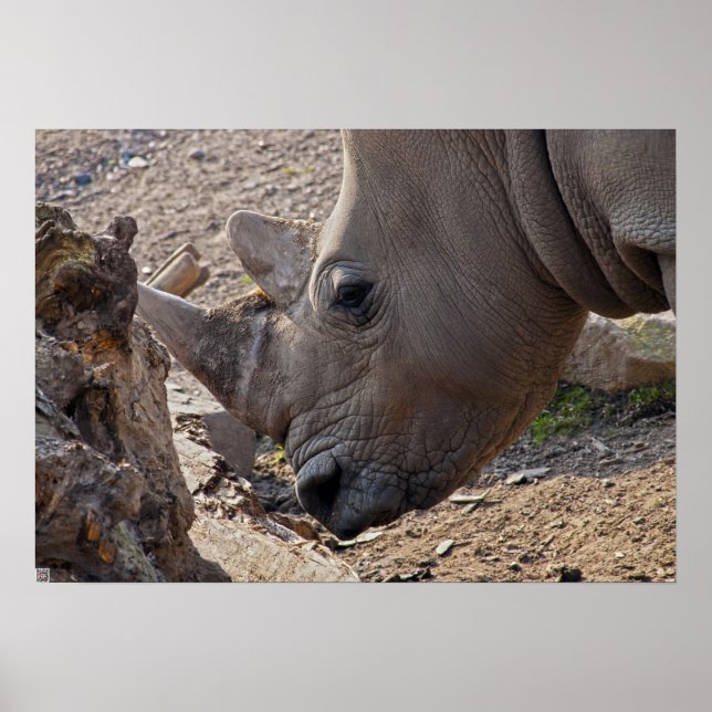 Rhinoceros Poster (Framsidan)