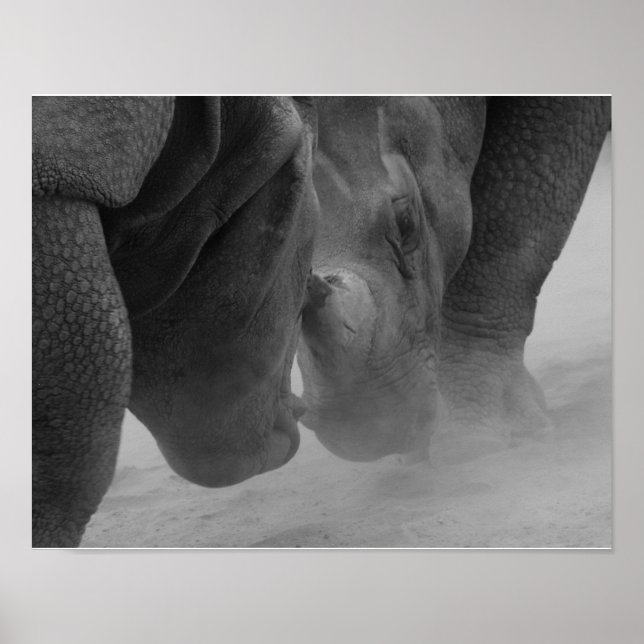 Rhinoceros Settling Poster (Framsidan)