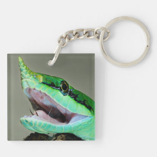 Rhinoceros Snake