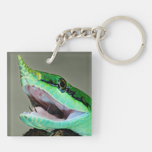 Rhinoceros Snake (Baksidan)