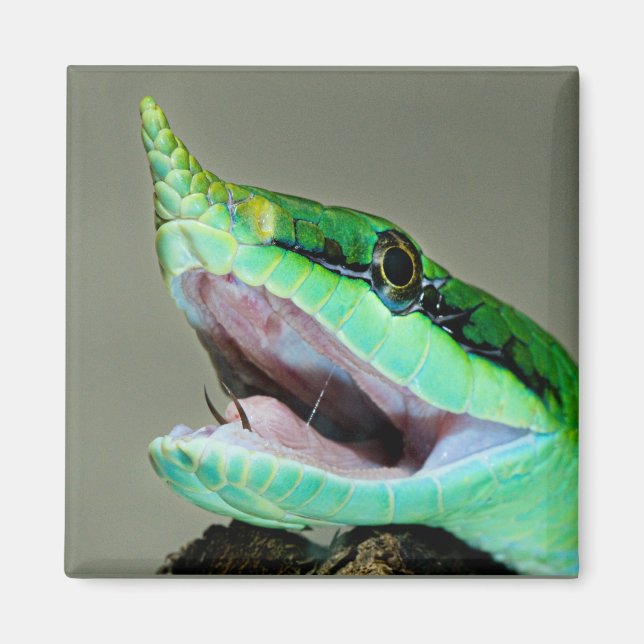 Rhinoceros Snake Magnet (Framsidan)