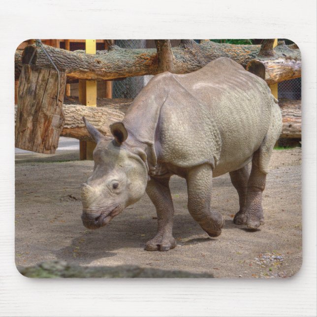 Rhinoceros unicornis musmatta (Framsidan)