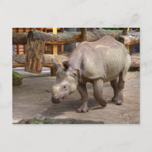 Rhinoceros unicornis vykort