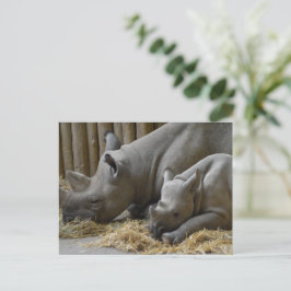 Rhinoceros vykort