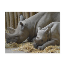 Rhinoceros  