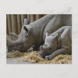 Rhinoceros   vykort