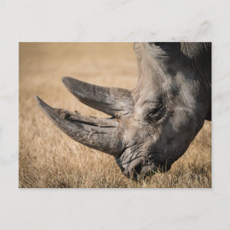 Rhinoceros Vykort