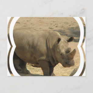 Rhinoceros vykort
