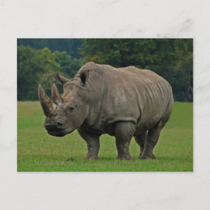 Rhinoceros-vykort Vykort