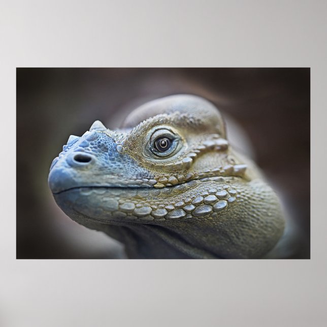 RHINOCERUS IGUANA, CARIBBEAN POSTER (Framsidan)