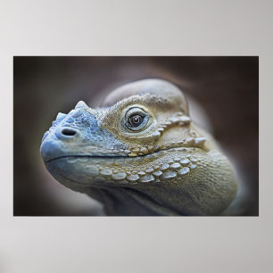 RHINOCERUS-LEGUAN SOM ÄR KARIBISK POSTER