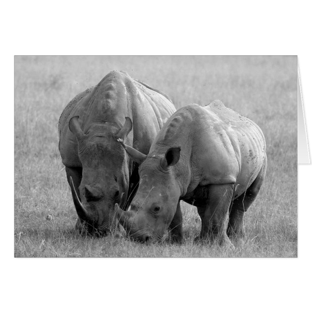 Rhinokort svart och vitt hälsningskort (Framsidan Horizontal)
