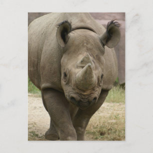 rhinopromenad vykort