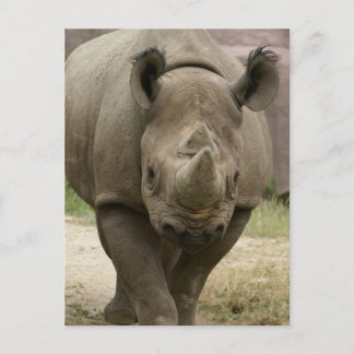 rhinopromenad vykort