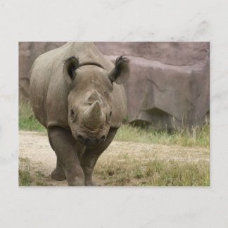 rhinopromenad vykort