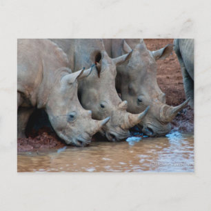 Rhinos drickande av vatten vykort