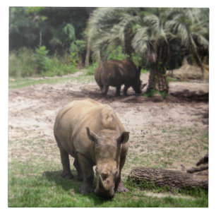 Rhinos på Safarifotoet belägger med tegel Kakelplatta