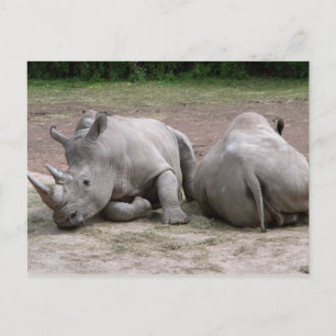 Rhinos Vykort