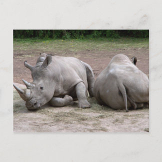 Rhinos Vykort