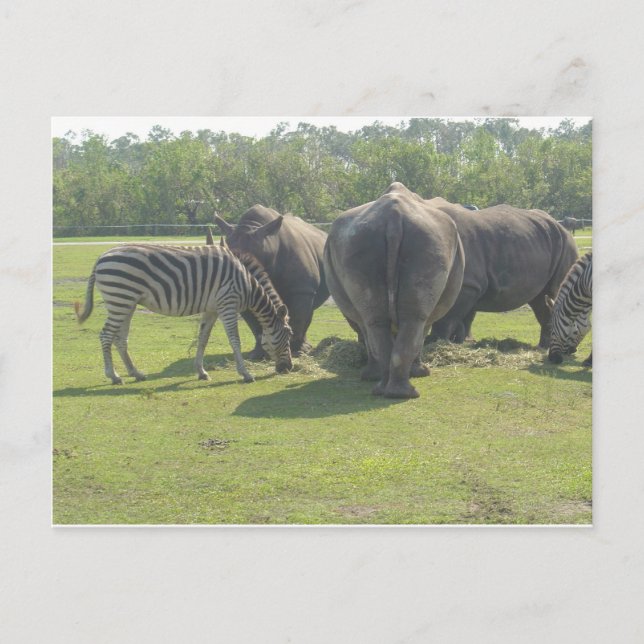 Rhinos & Zebra Chowing Down Vykort (Framsida)