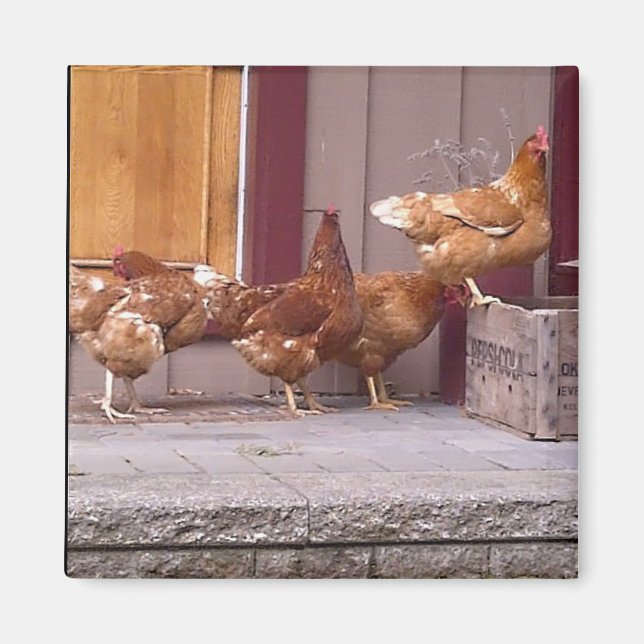 Rhode island Magnet (Framsidan)