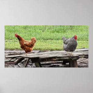 Rhode island Red and Plymouth Sten Hens Poster