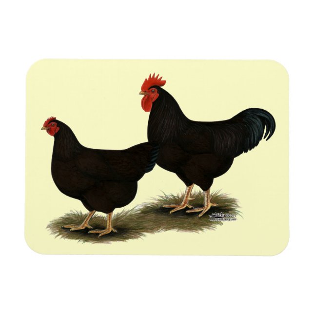 Rhode island Red Bantams Magnet (Horisontell)