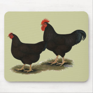 Rhode island Red Bantams Musmatta