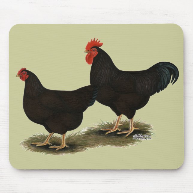 Rhode island Red Bantams Musmatta (Framsidan)