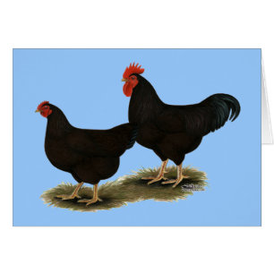 rhode island Red Bantams OBS Kort