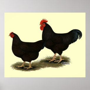 Rhode island Red Bantams Poster