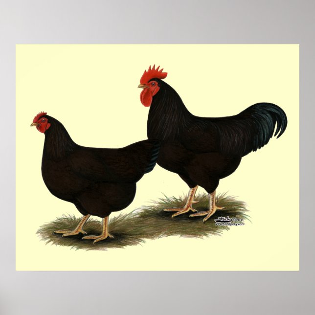Rhode island Red Bantams Poster (Framsidan)