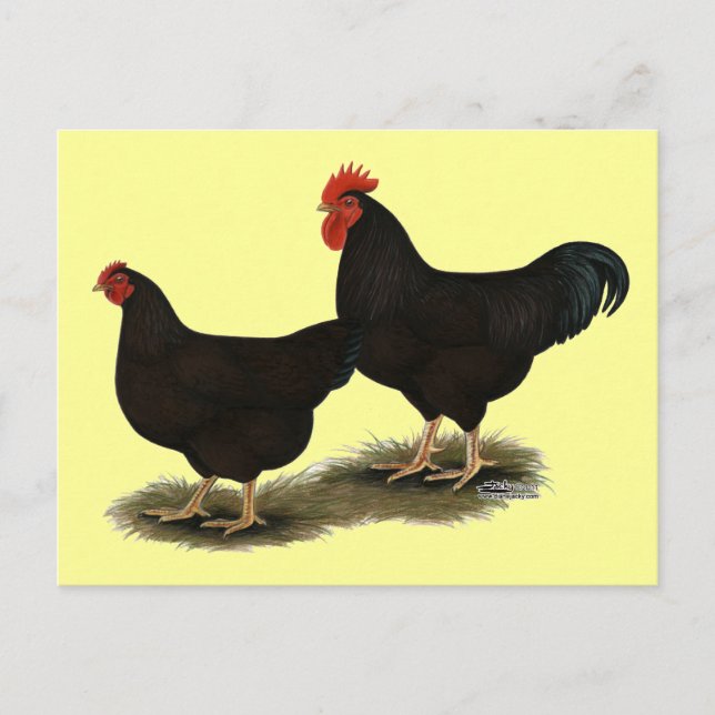 Rhode island Red Bantams Vykort (Framsida)