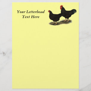 Rhode Island Red dvärghöns