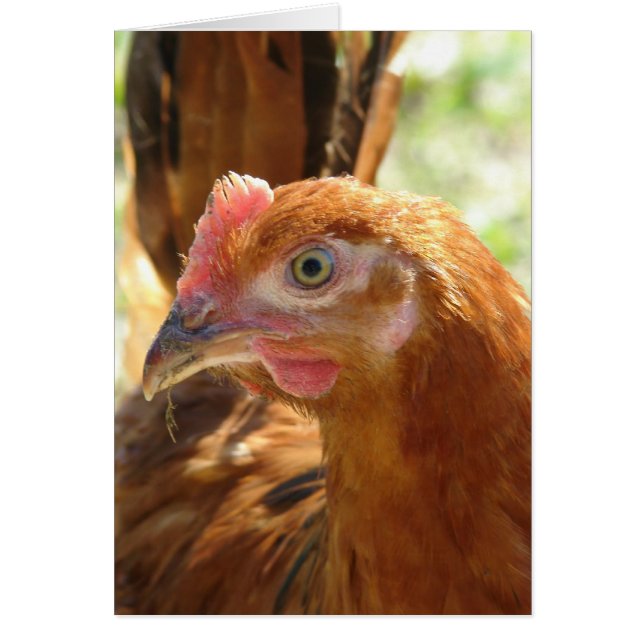 Rhode island Red Hälsningskort (Framsidan)