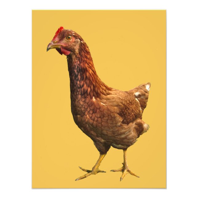 Rhode island Red Hen Chicken Photo Print Fototryck (Framsidan)