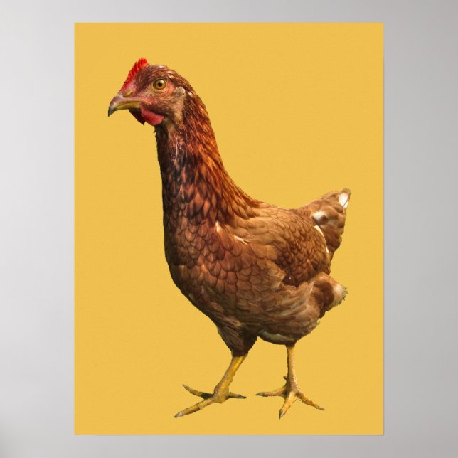 Rhode island Red Hen Chicken Poster (Framsidan)