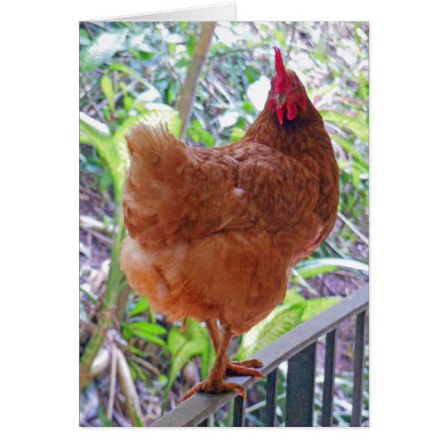 Rhode island Red Hen Hälsningskort (Framsidan)