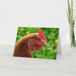 Rhode island Red Hen Kort