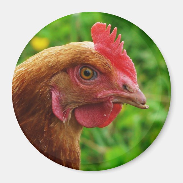 Rhode island Red Hen Magnet (Framsidan)