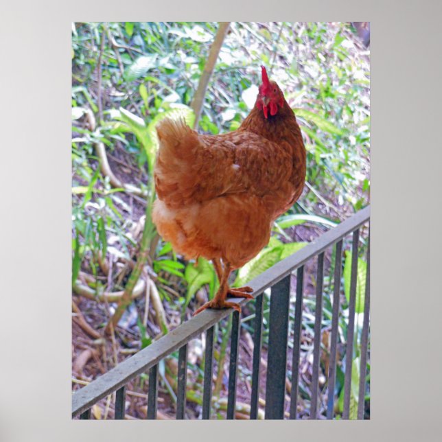 Rhode island Red Hen Poster (Framsidan)