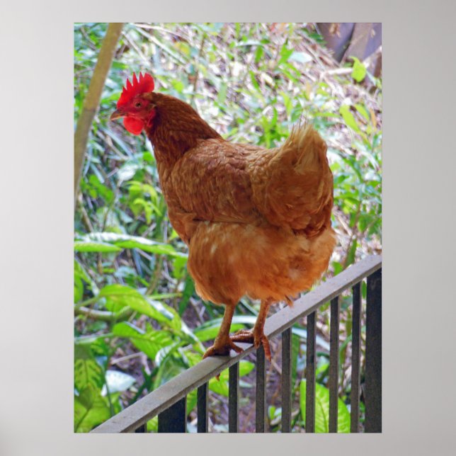 Rhode island Red Hen Poster (Framsidan)
