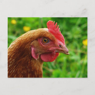 Rhode island Red Hen Vykort