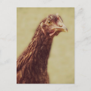 rhode island Red Pullet - Chicken Bild Vykort