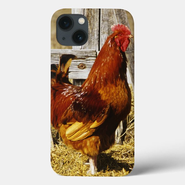 Rhode island Red Tupp (Baksida)