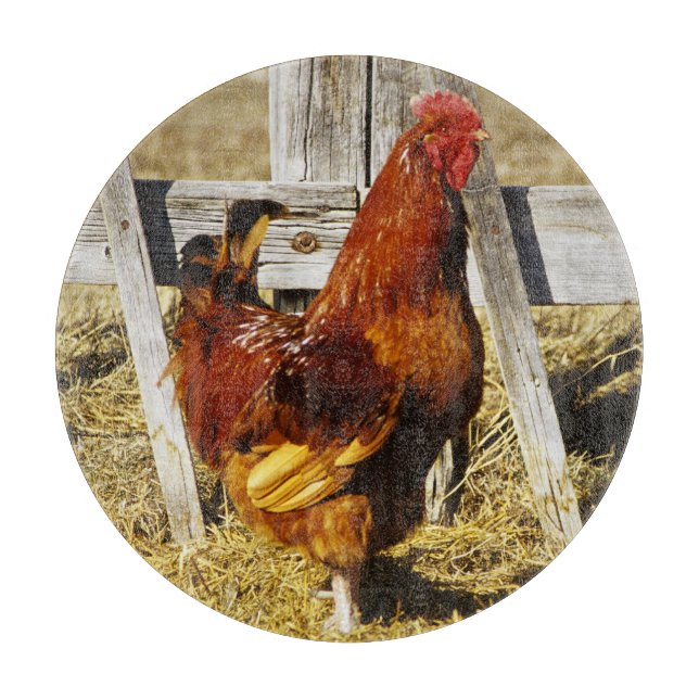 Rhode Island Red Tupp (Framsidan)