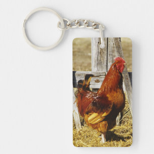 Rhode Island Red Tupp